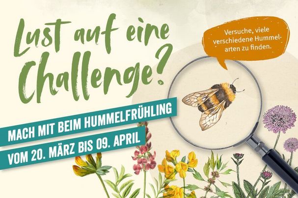 Hummelchallenge: Bayerns Hummeln