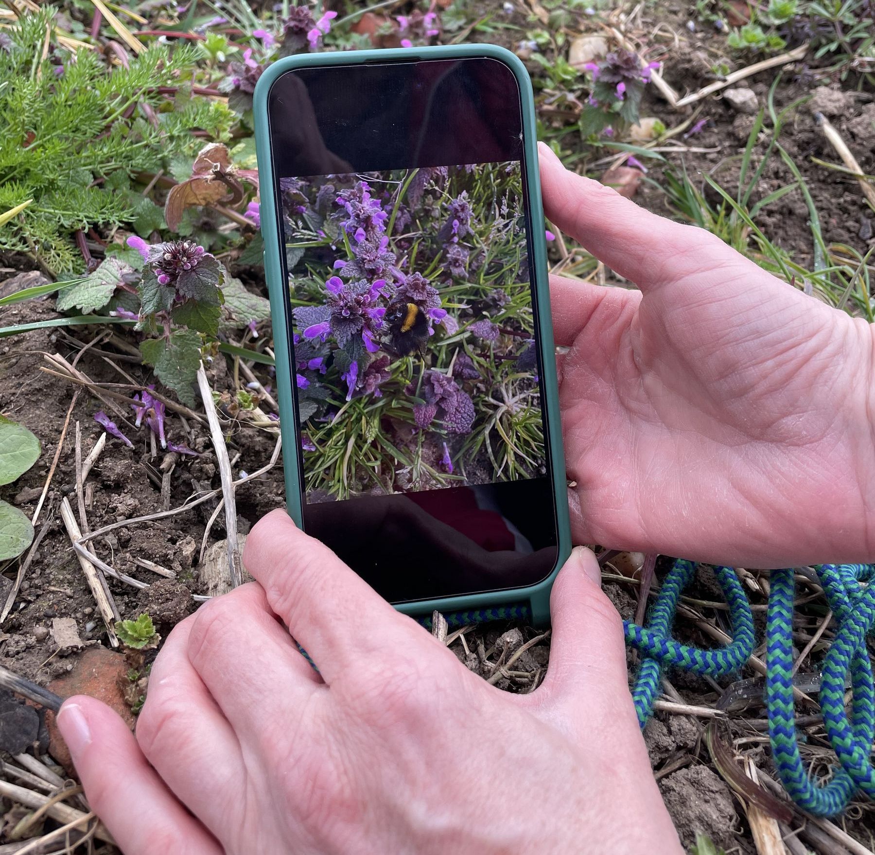 Hummelchallenge, Bestimmung 