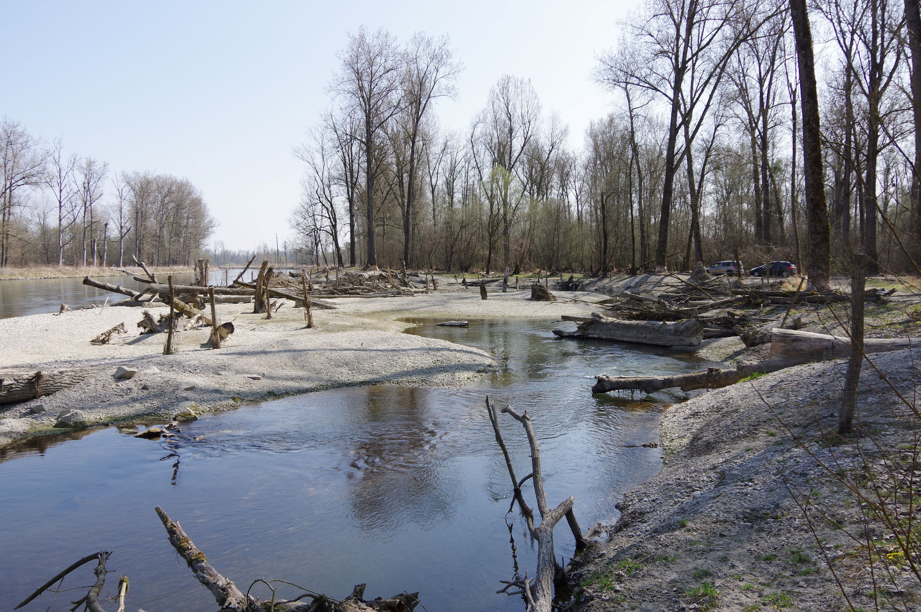 Renaturierung des Isarufers im Höllgries