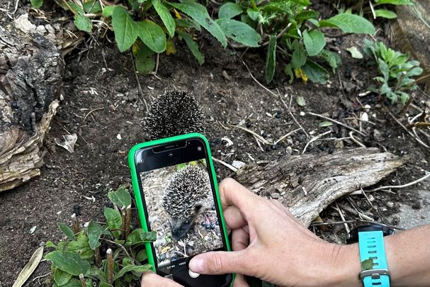 Igel-Challenge, Vorkommen ermitteln
