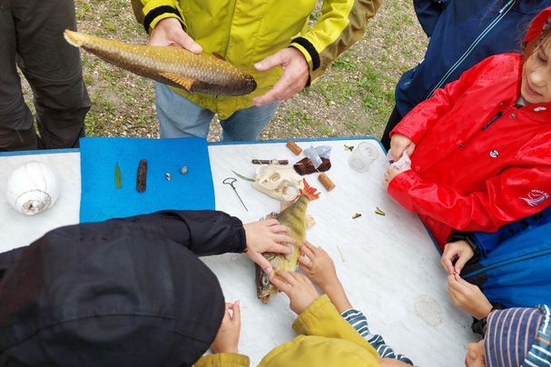 Schatzkiste Donau, Donaufische