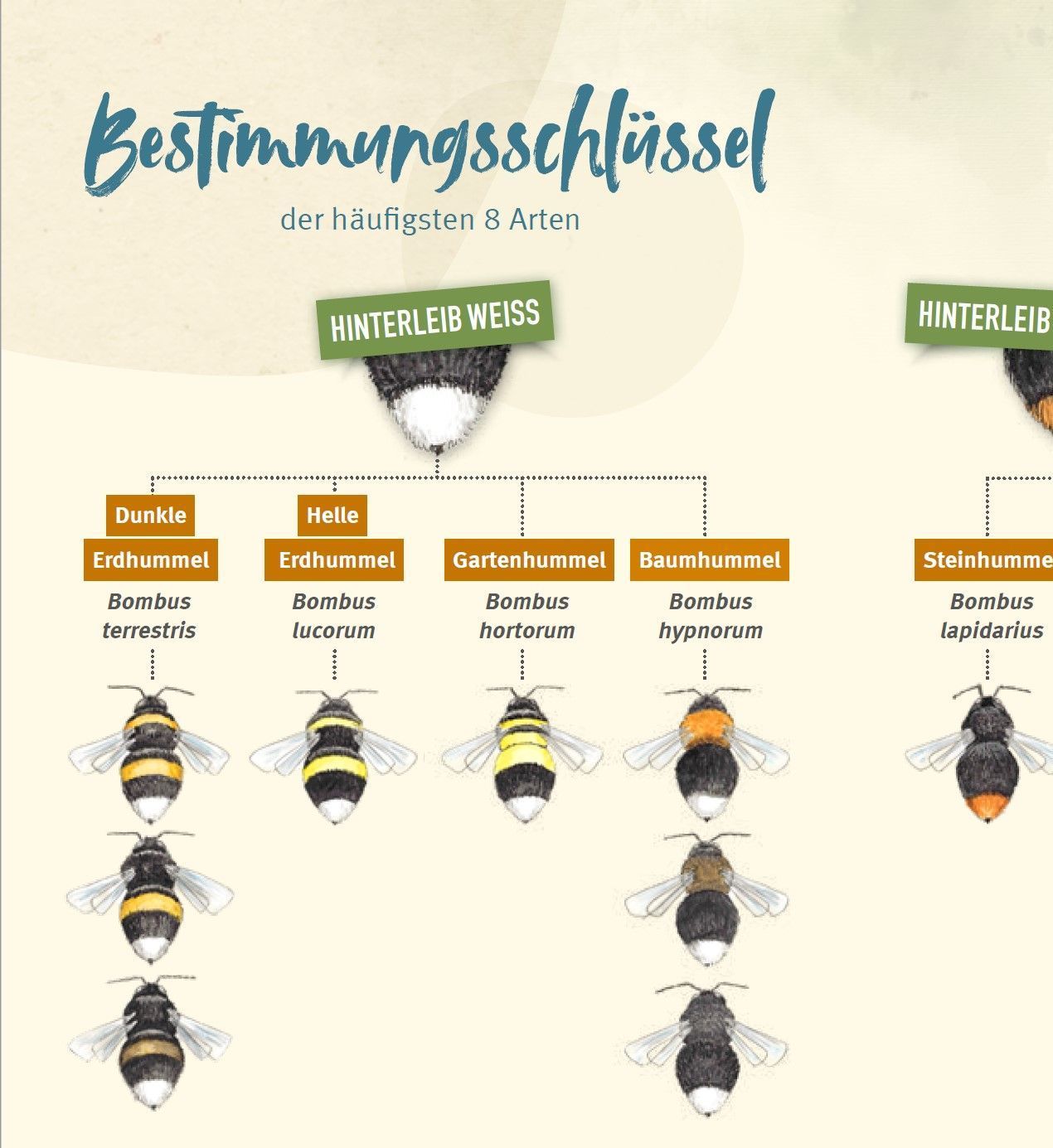 Hummelchallenge, Bestimmungsschlüssel