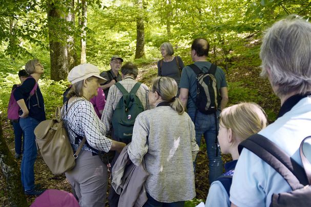 Alte Buchen bieten Nahrungsquellen u Nistmöglichkeiten, Himmelberg