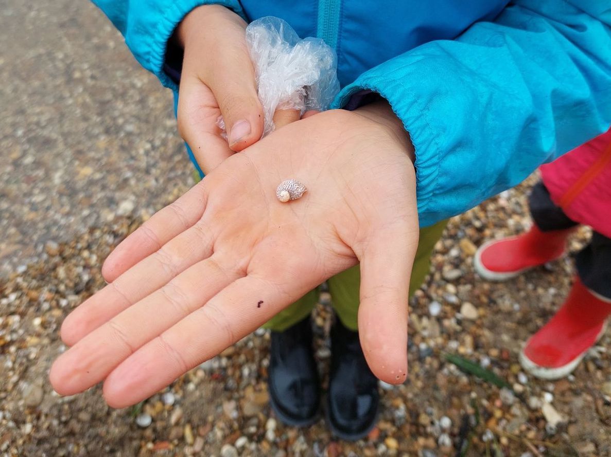 Schatzkiste Donau, Donaukahnschnecke