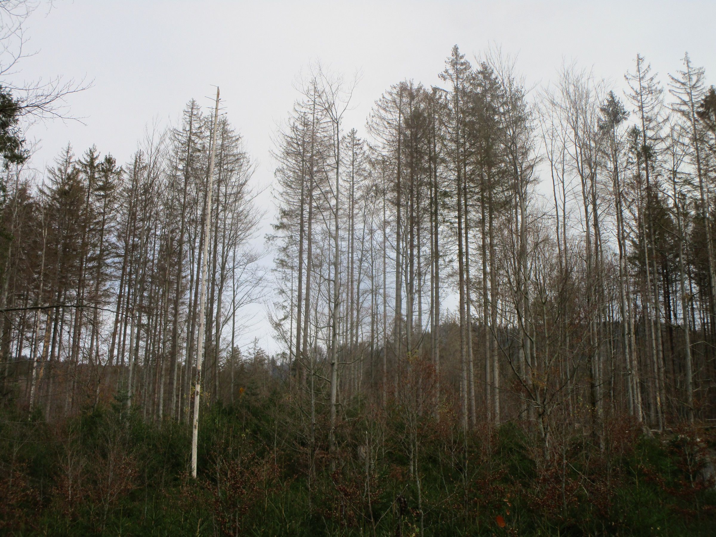 Eine Folge der Erderwärmung: Massenvermehrung von Borkenkäfern und flächiges Absterben von Fichten im Bayerischen Wald. Bild: G.Kestel