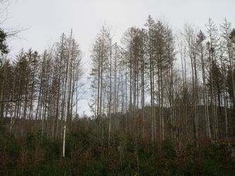 Klimawandel verusracht Waldsterben 2.0