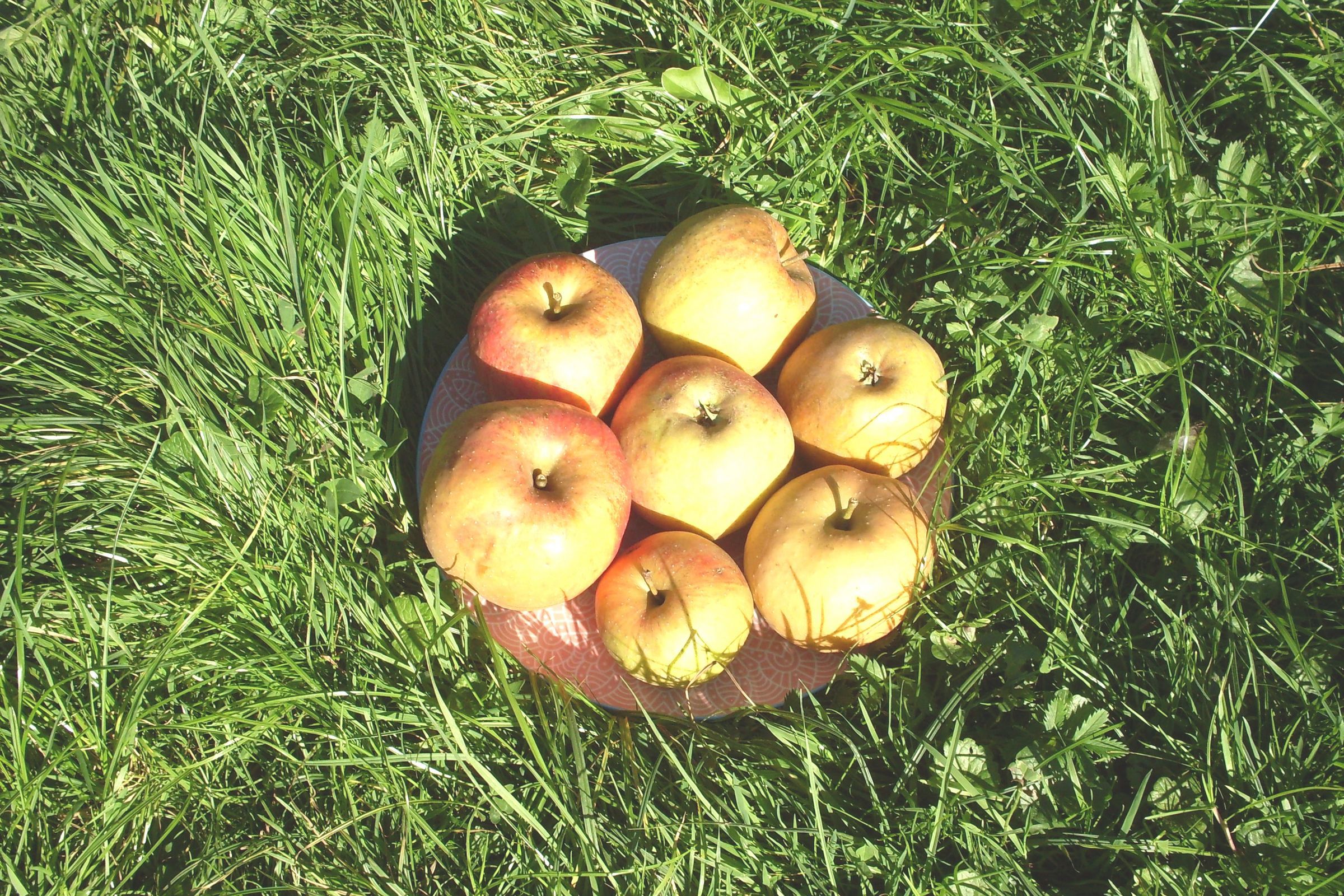 Äpfel in Streuobstwiese
