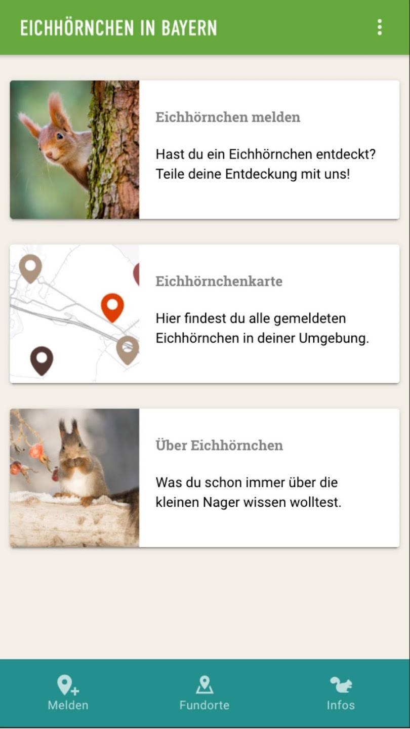 Eichhörnchen in Bayern-APP: Melden, Übersicht, Infos