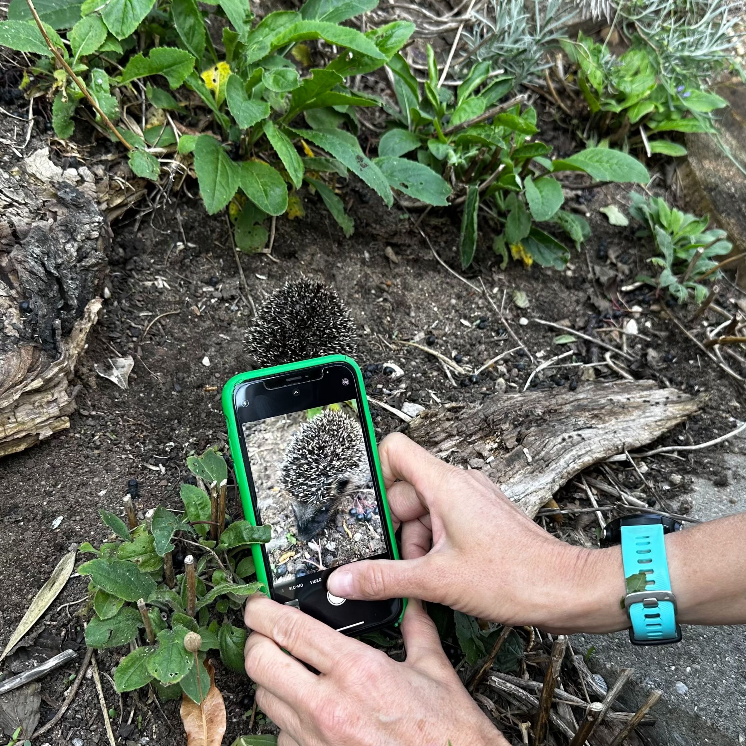 Igel-Challenge, Vorkommen ermitteln
