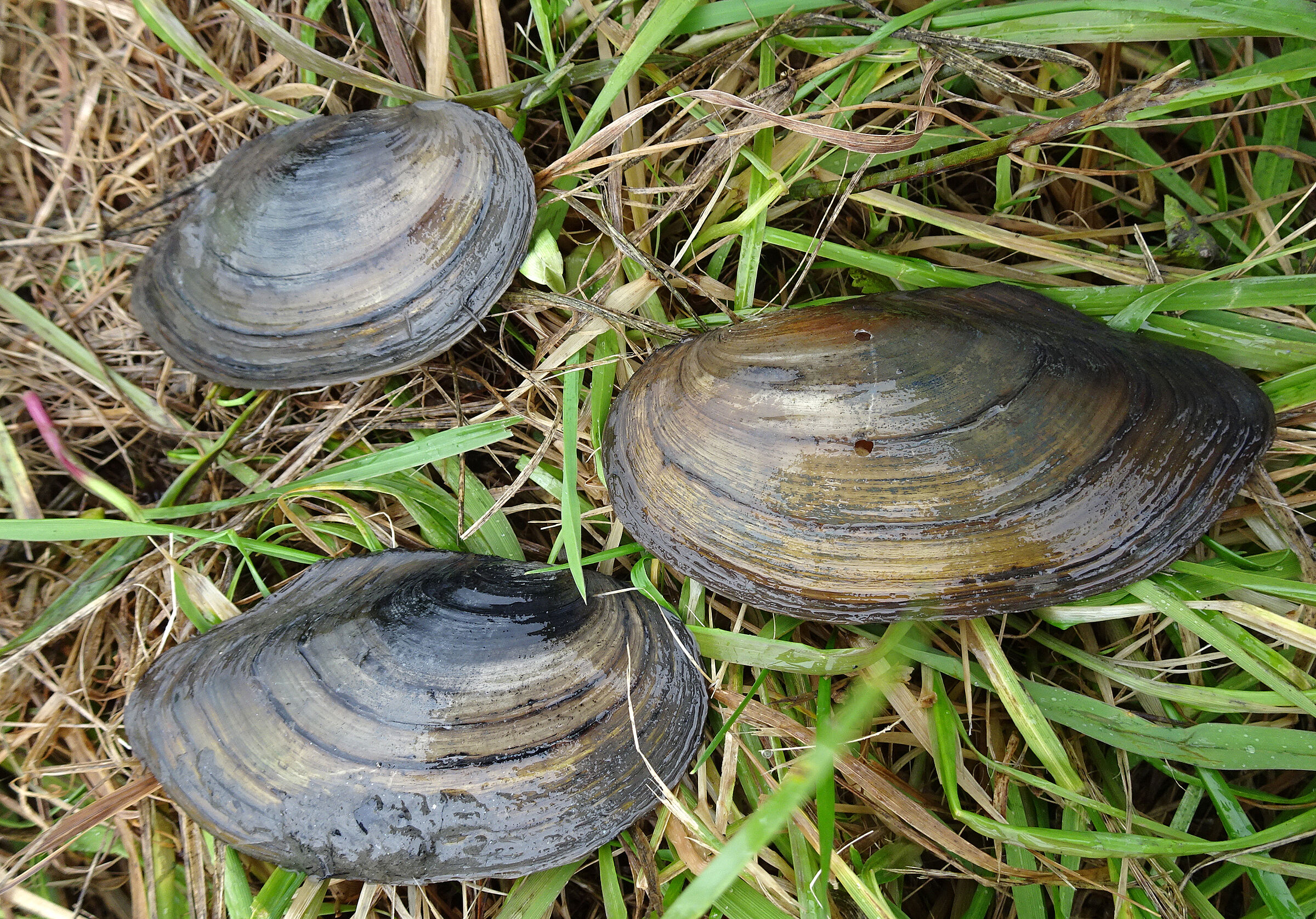 Teichmuscheln