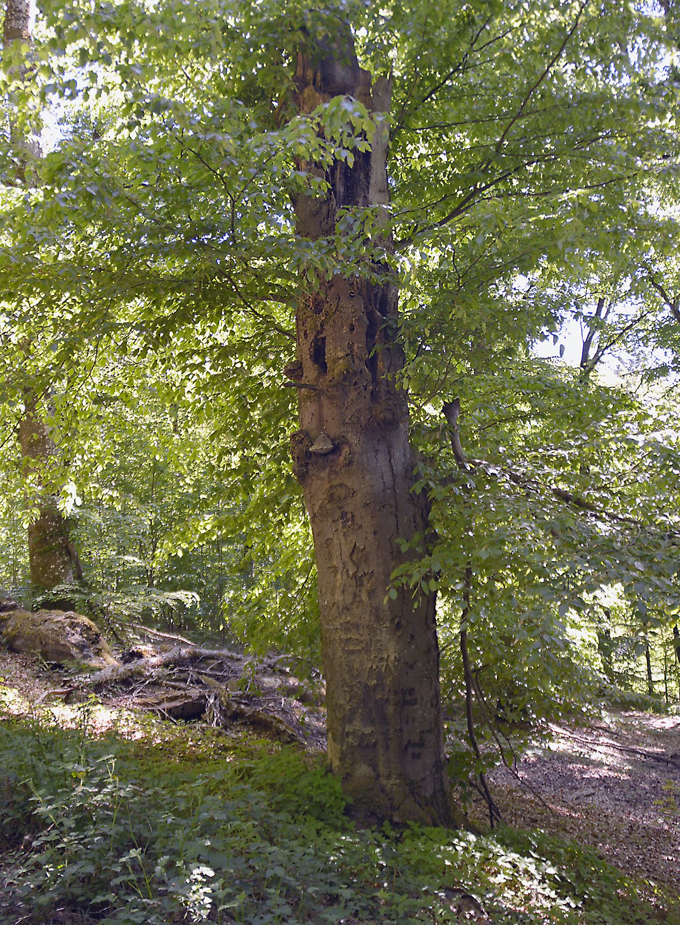 Ausflug von BUND Naturschutz und LBV in das Waldgebeit am Himmelberg