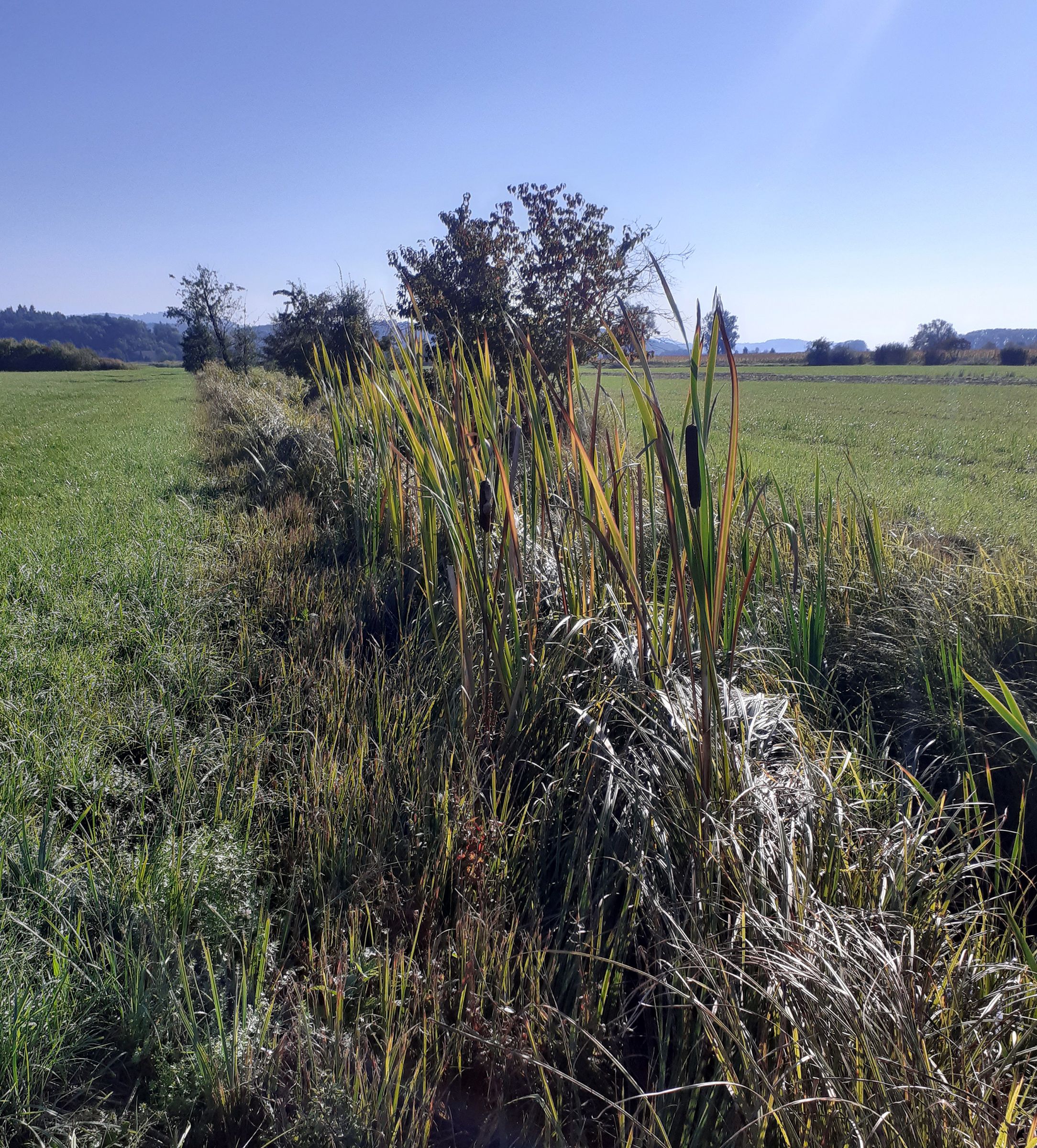 Graben Runstwiese, Vegetation