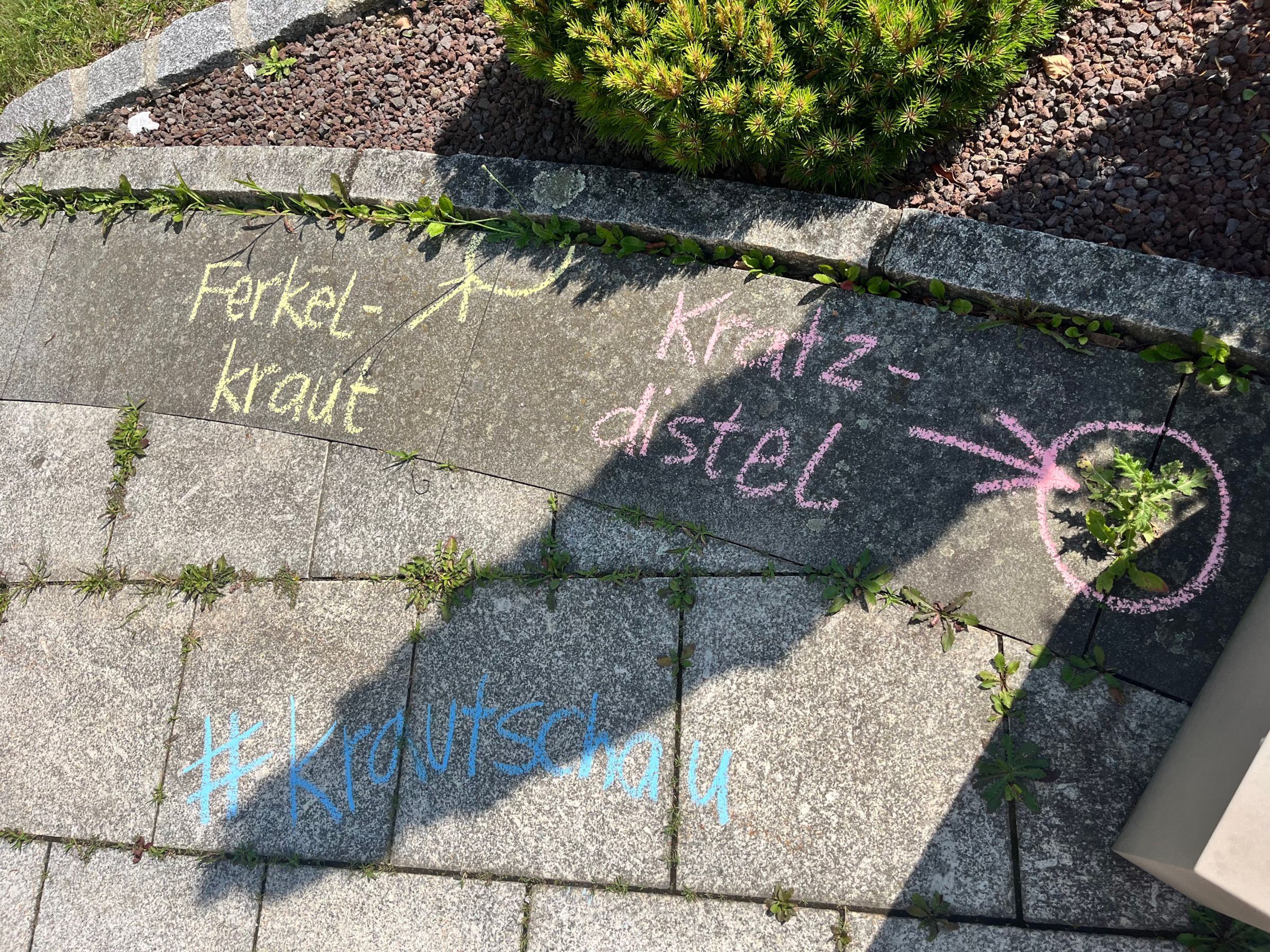 Ferkelkraut Ferkelkraut