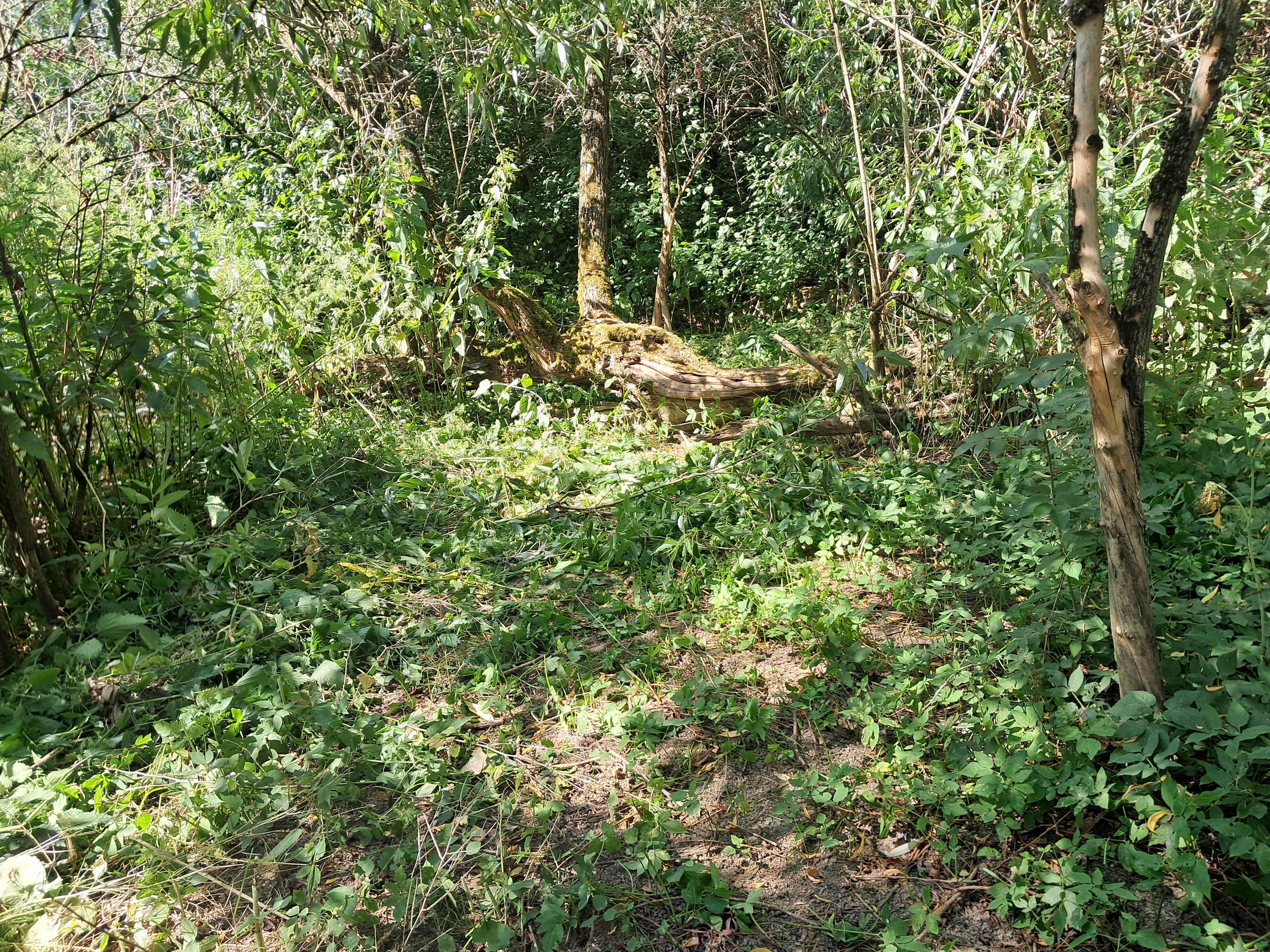 Donauinsel, Wildnis pur