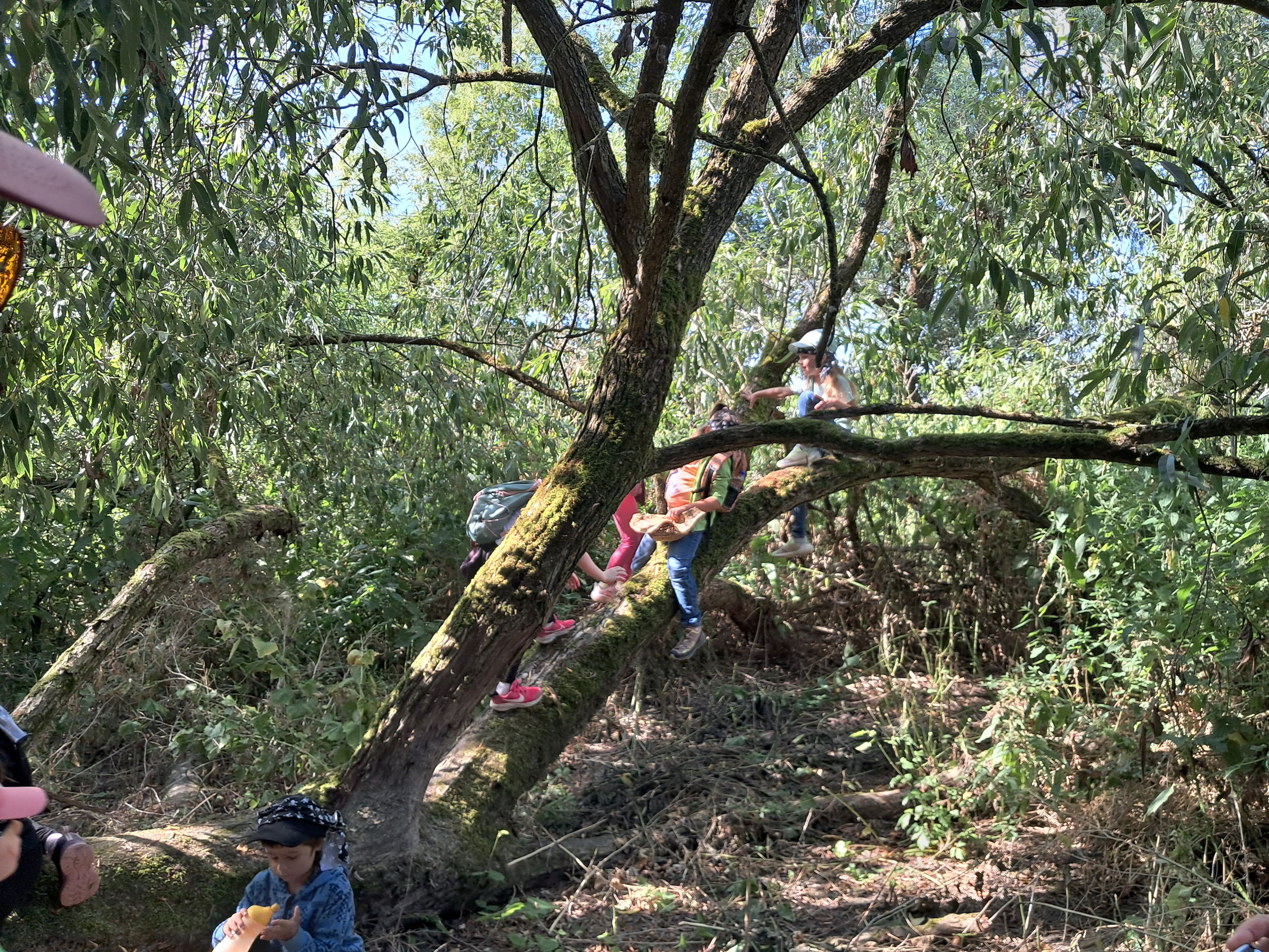 Piraten + Landratten, KiGa Achslach, Klettern am Baum