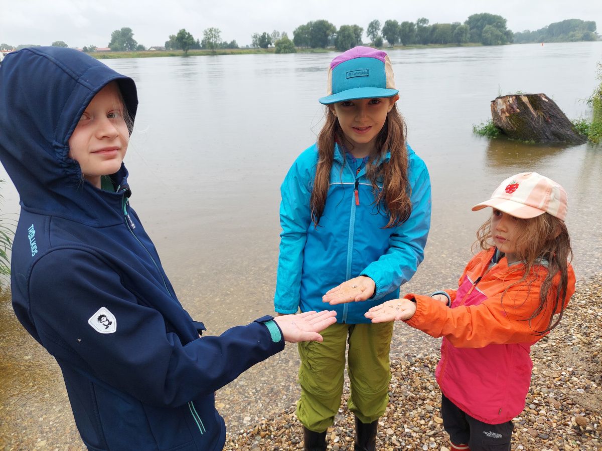 Schatzkiste Donau, Schnecken sammeln