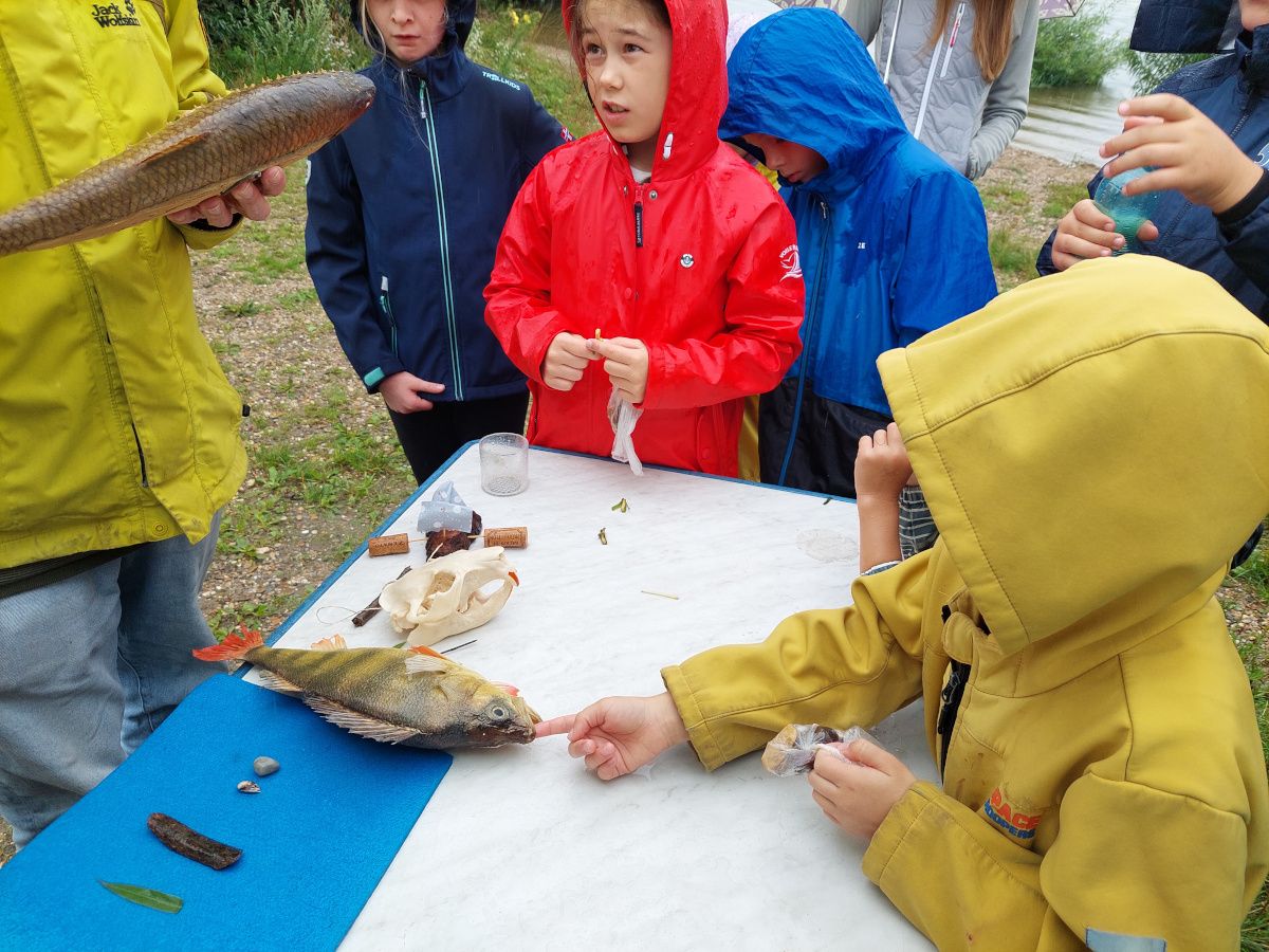 Schatzkiste Donau, Donaufische 2