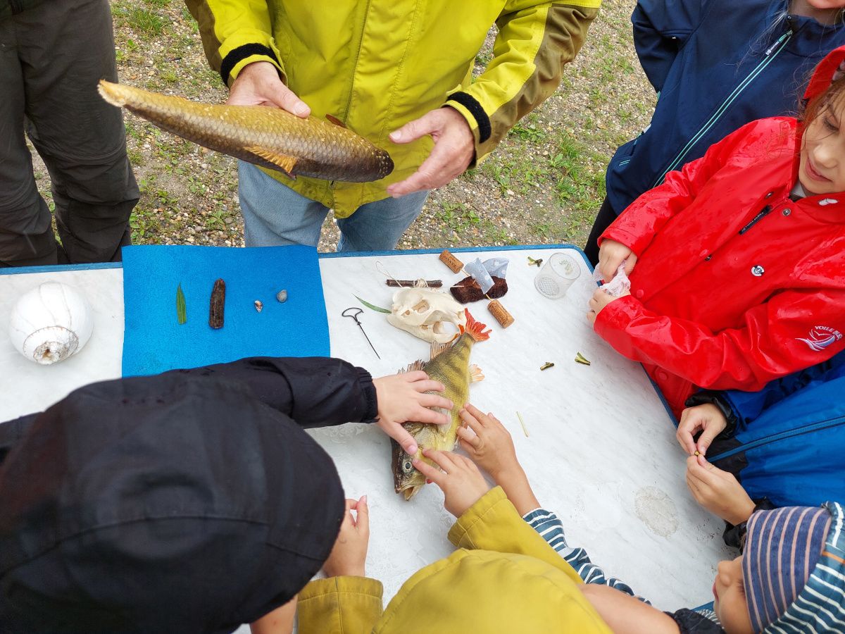 Schatzkiste Donau, Donaufische