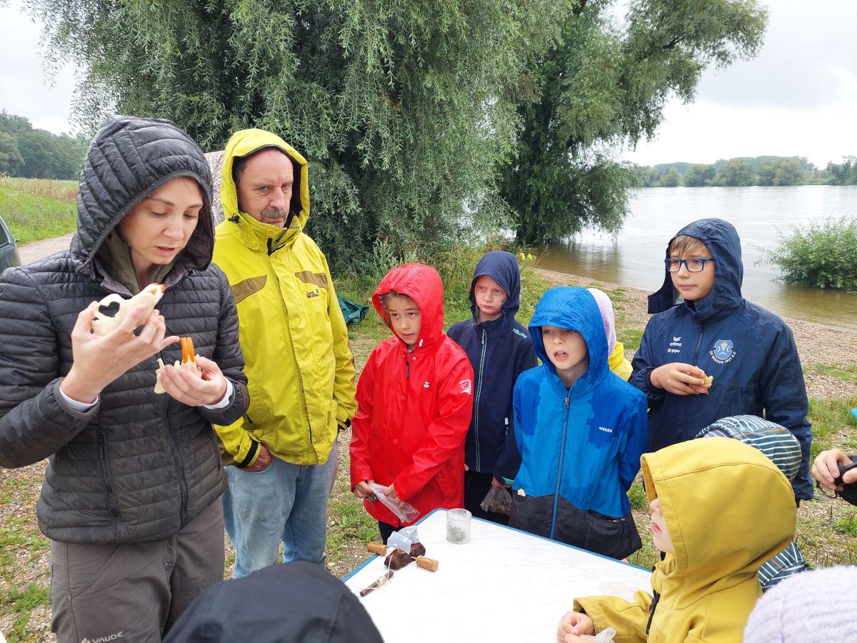Schatzkiste Donau, Biberschädel